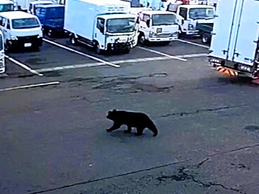［物流ニッポン］相次ぐクマ被害、敷地出没や車両衝突　高額修理になるケースも