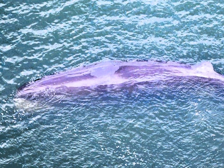 ［大阪府］2年前の大阪湾迷いクジラを掘り起こし　今後は骨格標本へ「少なくともあと1～2年かかる」　