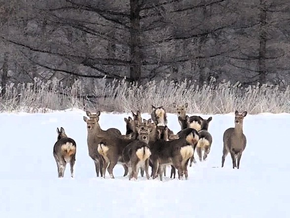 ［物流ニッポン］北海道／エゾシカによる交通事故、運送業者の被害増加　鹿笛活用・社内で情報共有