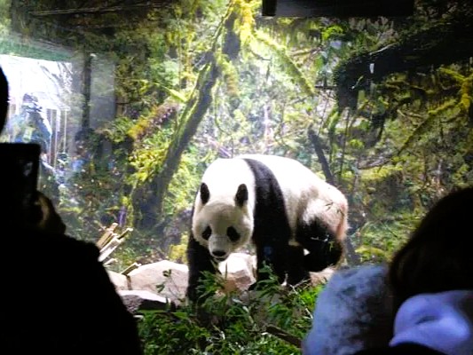 ［物流ニッポン］上野動物園から中国へ、最後のパンダ輸送　阪急阪神エクスプレスが担当