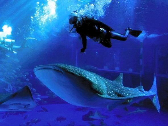 ［富山県］七尾市「のとじま水族館」でジンベイザメ復活　クレーンで館内に搬入